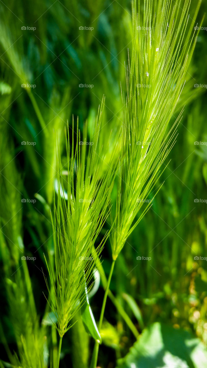 Close-up of green leaf