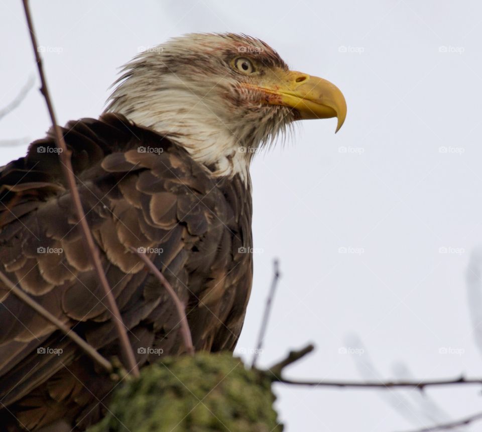 Bald eagle with prey’s blood