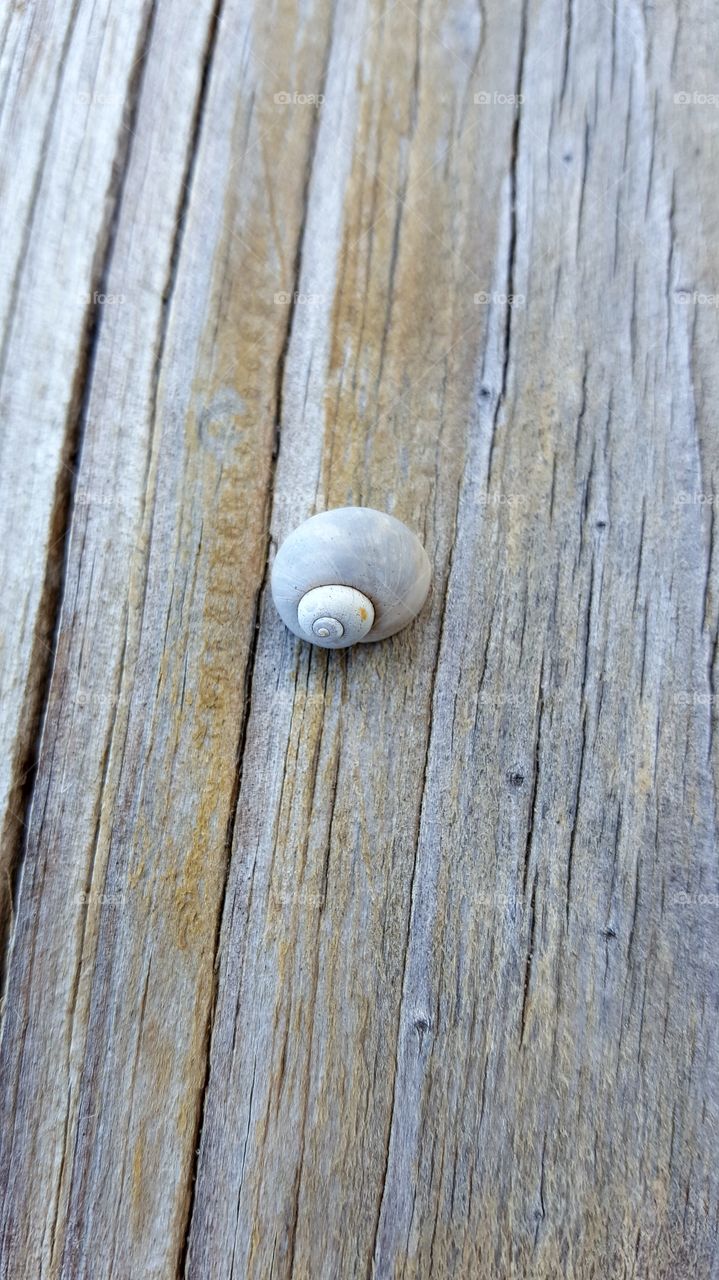 shell