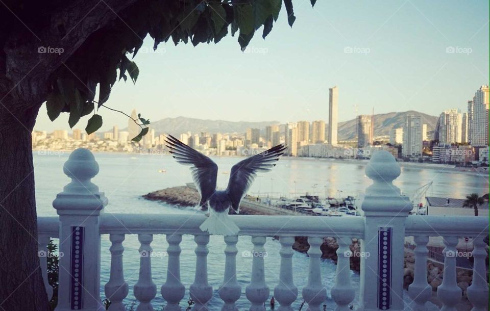 Seagull#wind#lake#nature#sea#city#view