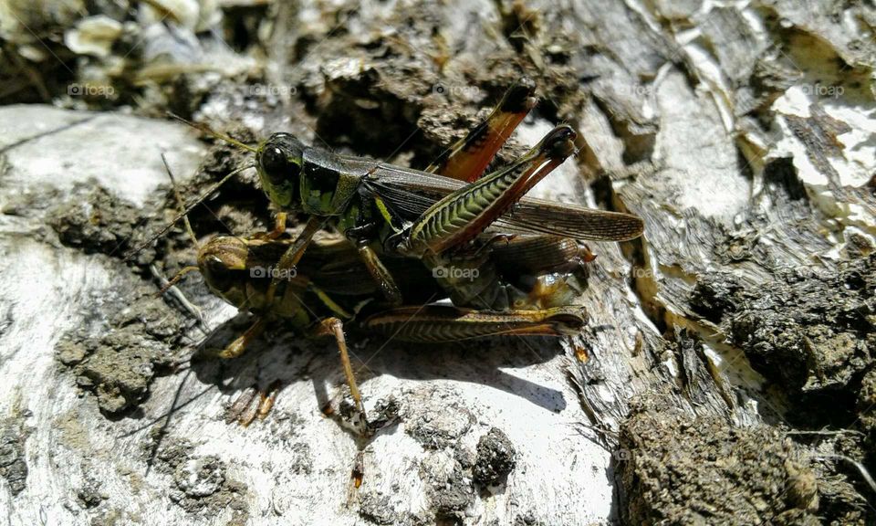 Grasshoppers