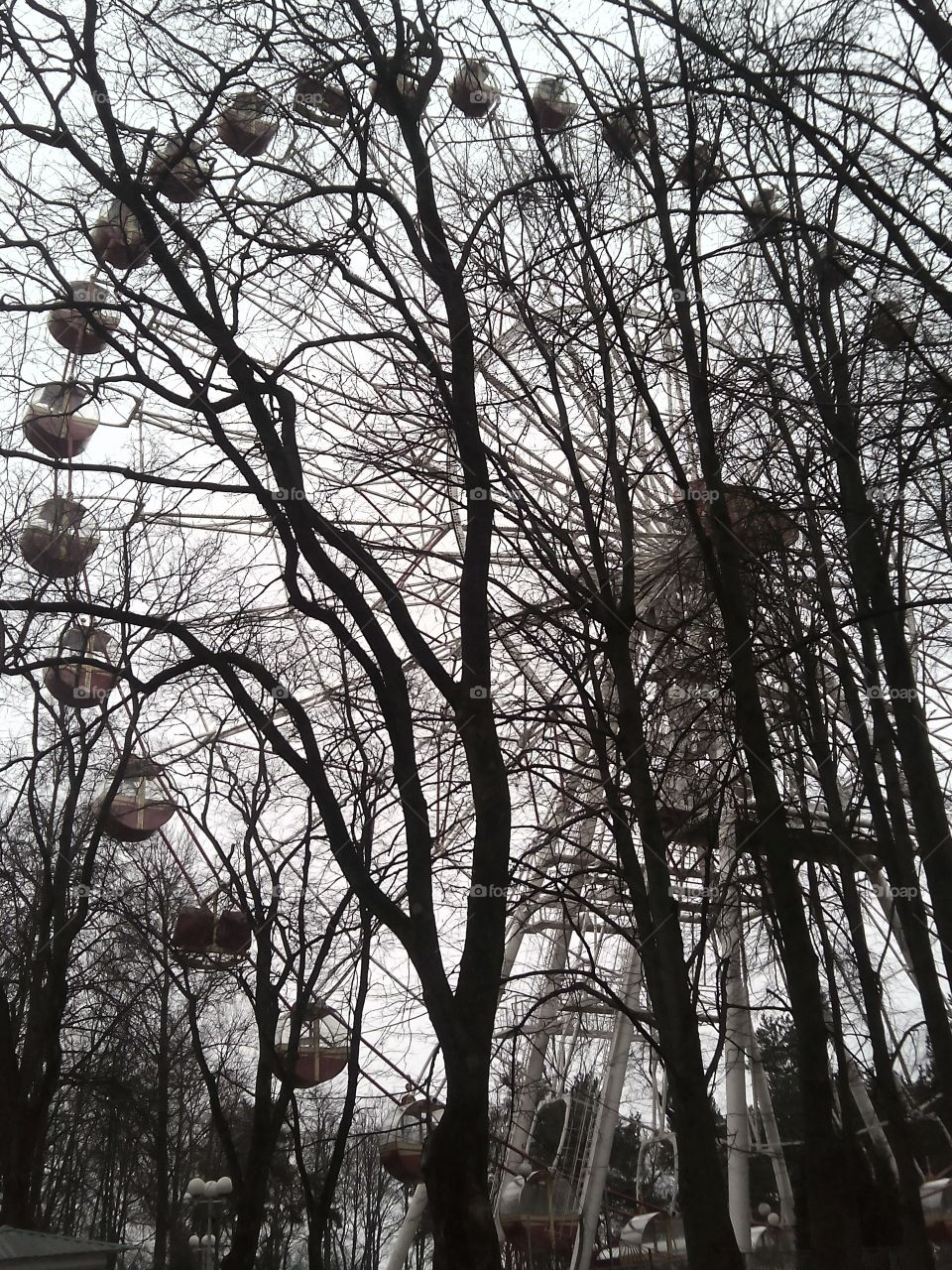 Tree, Winter, Wood, Branch, Nature