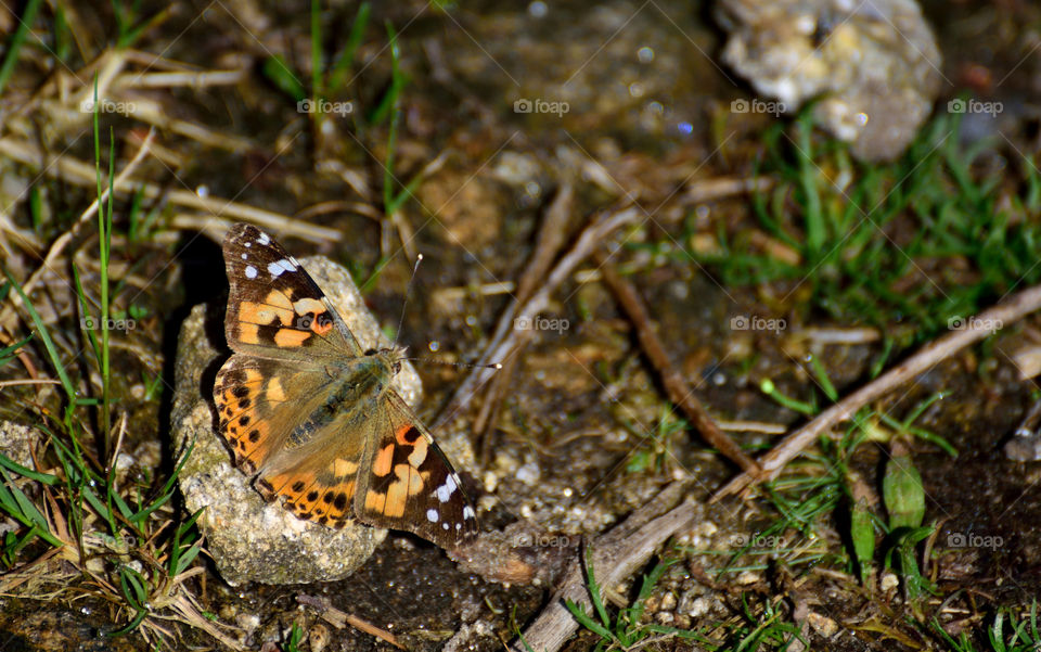 Butterfly on a stone