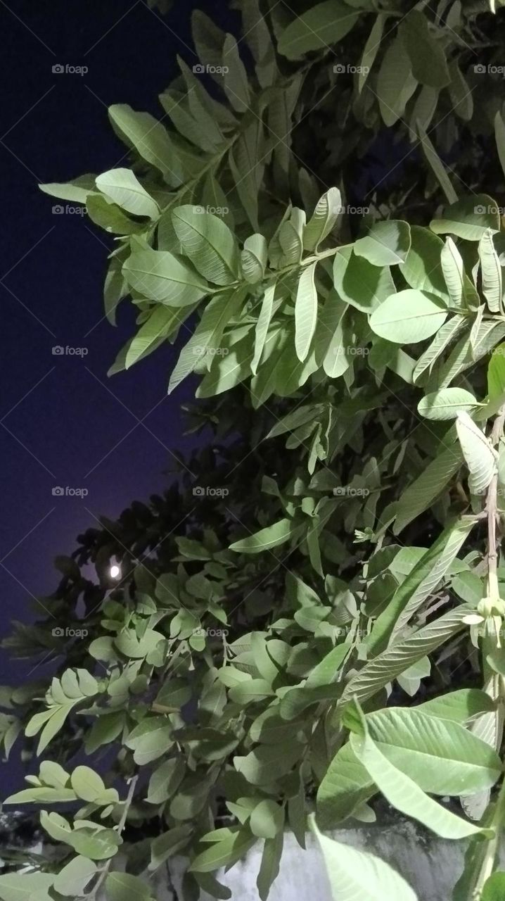 That's such a stunning snap.
The vibrant green leaves against the starry night sky create such a magical and peaceful scene.
It's like nature's own little light show.