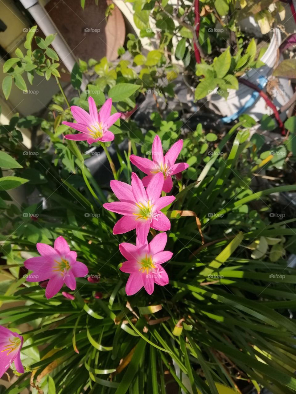 Sri lanka flower