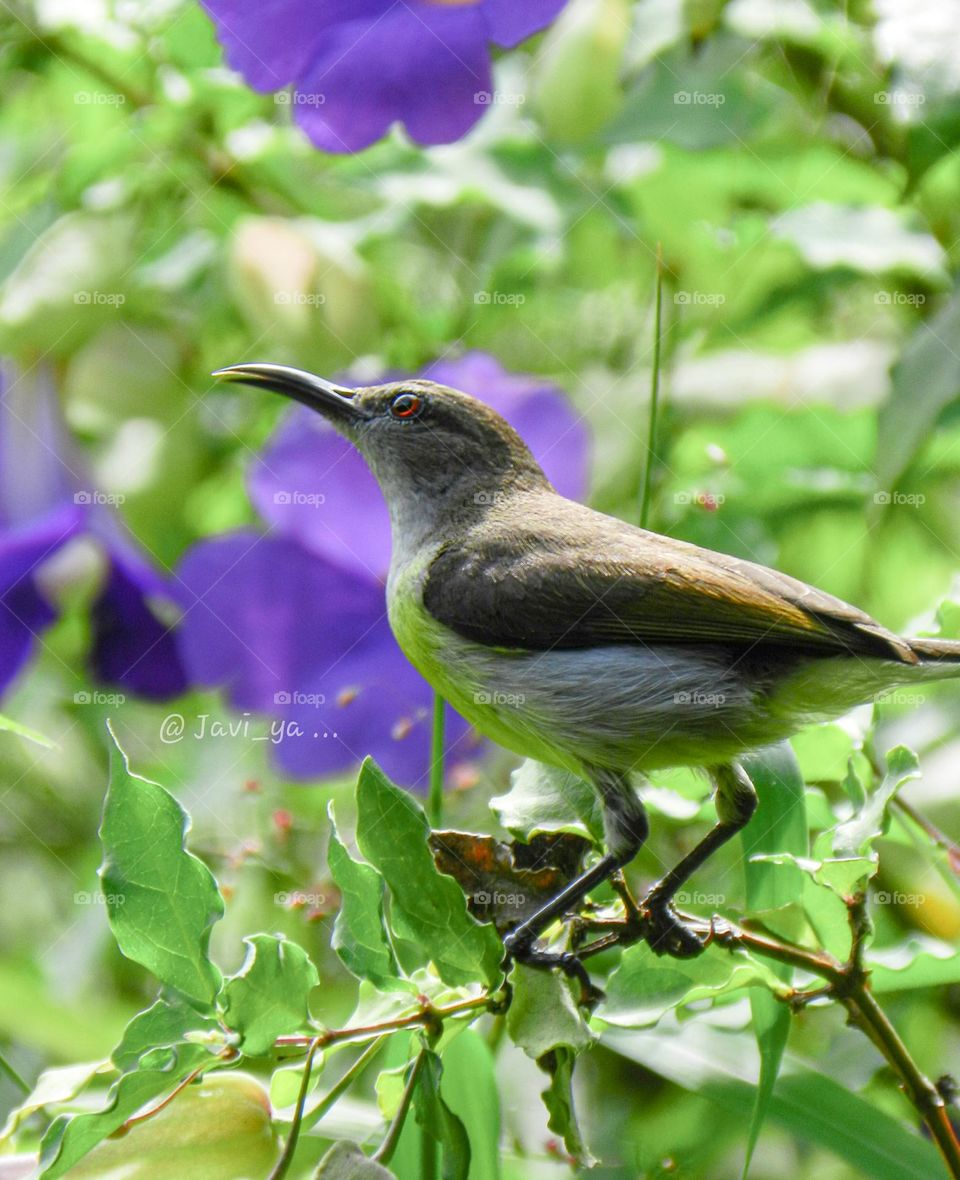 purple rumped sunbird