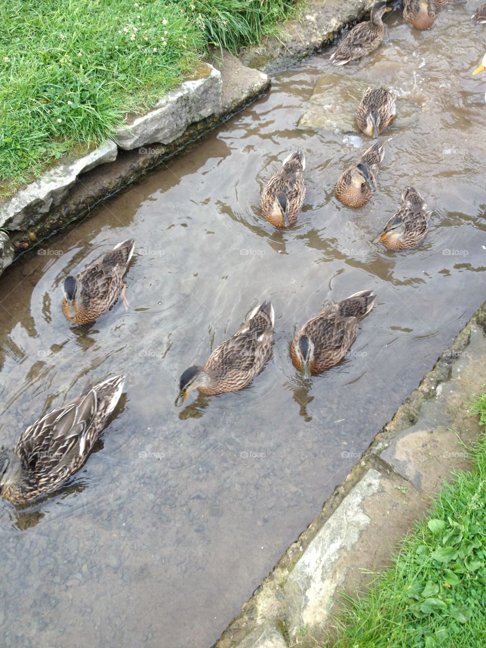 Duck family 