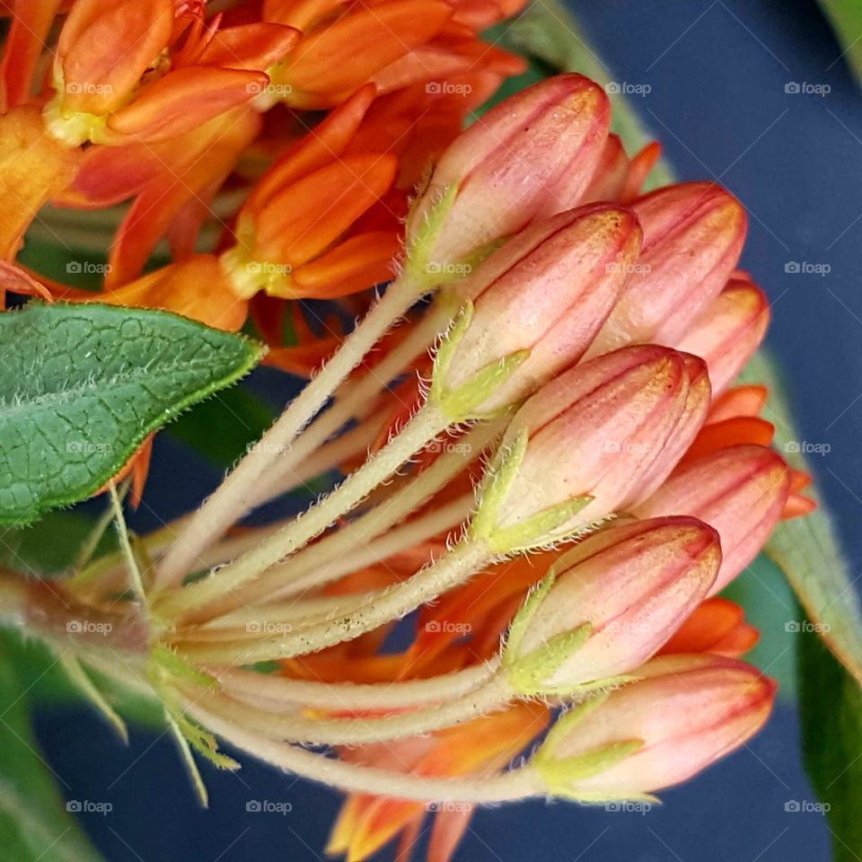 Flower, Nature, No Person, Flora, Leaf