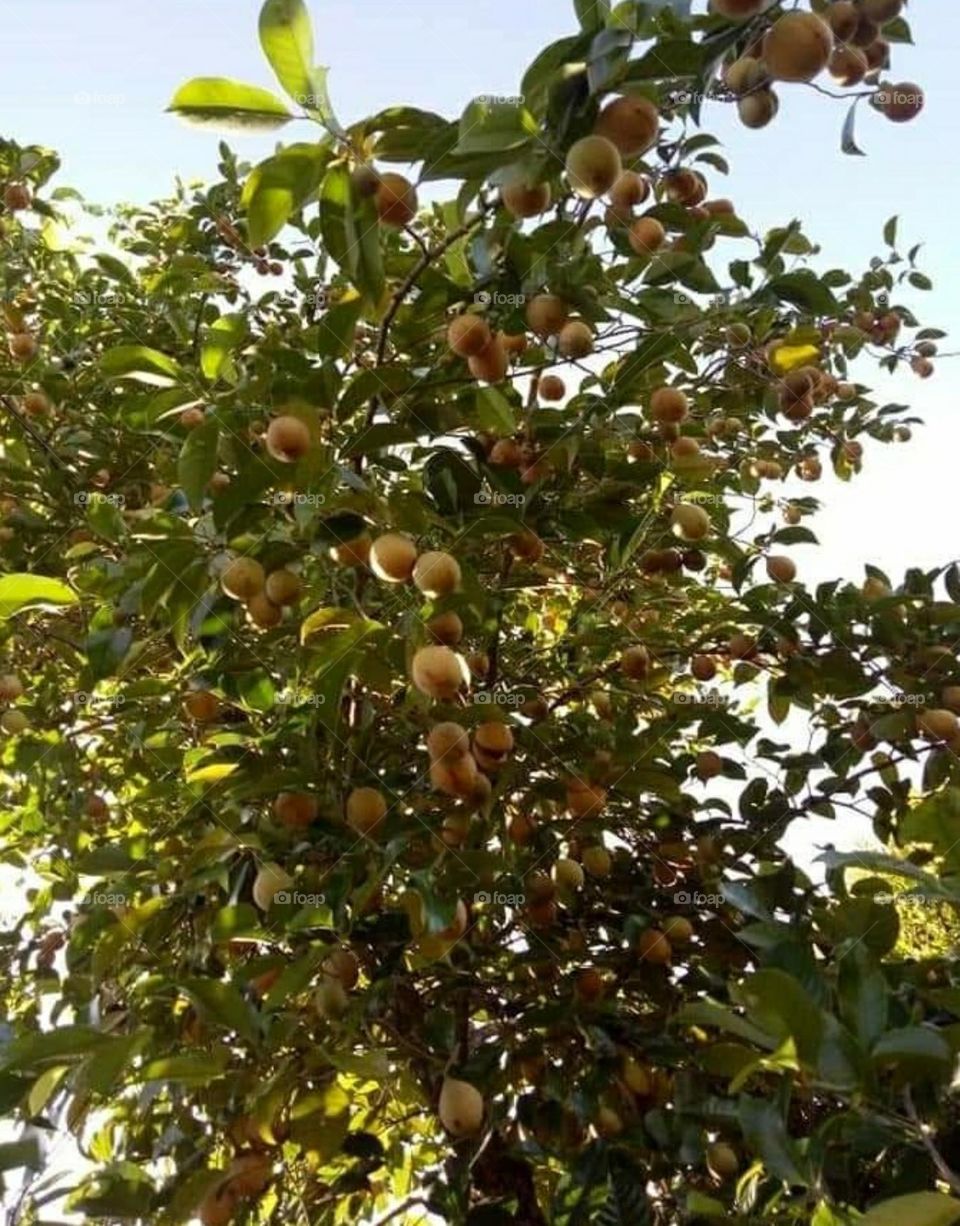 nutmeg tree