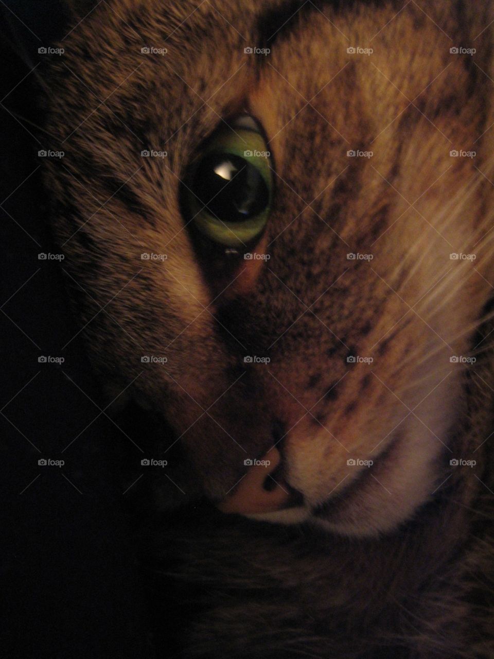 Cat / kitten close-up
