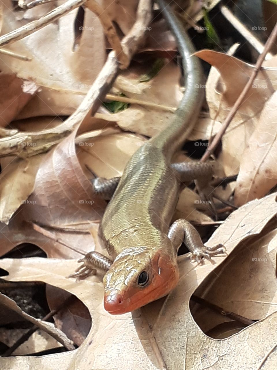 Red Throated Skink