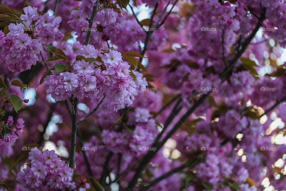 Cherry blossom 💕