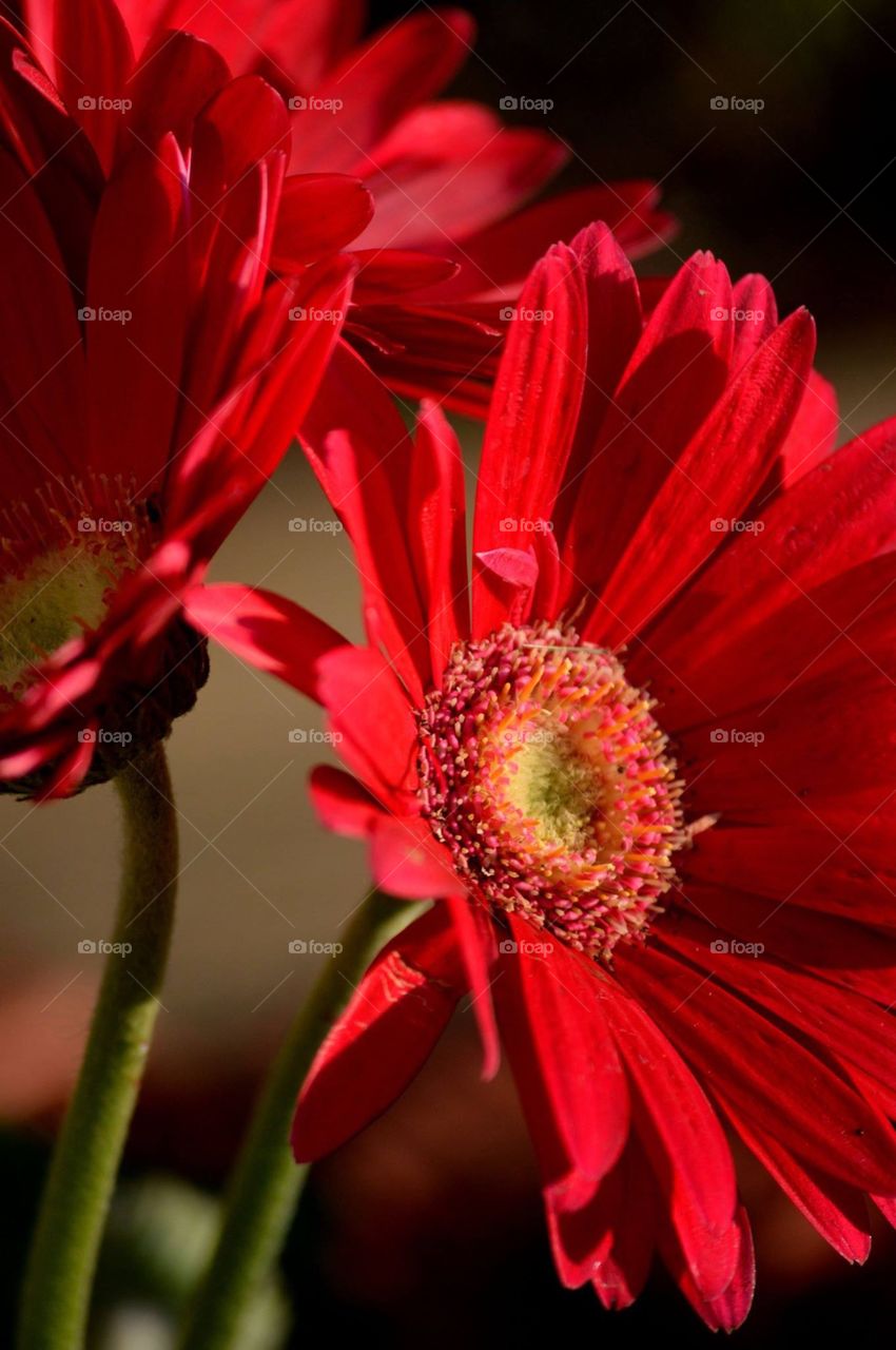 Red Gerbera daisies