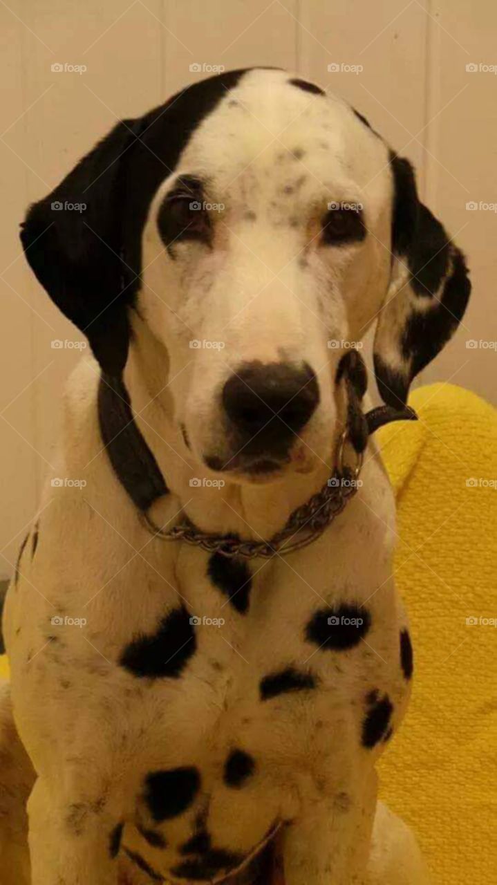 Black DALMATIAN Dog sat looking. 9 years old.