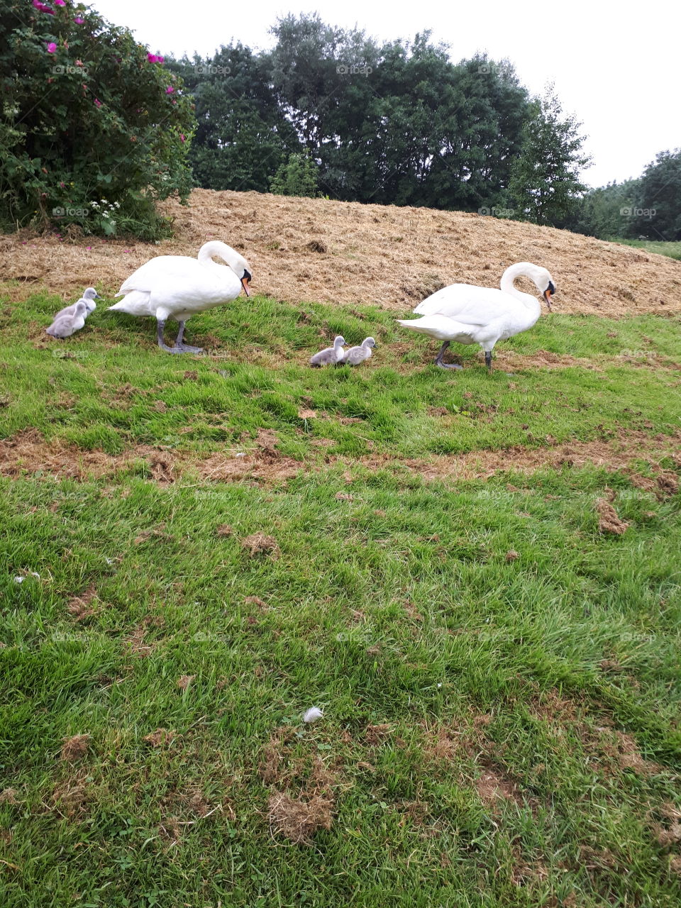 swans n baby's