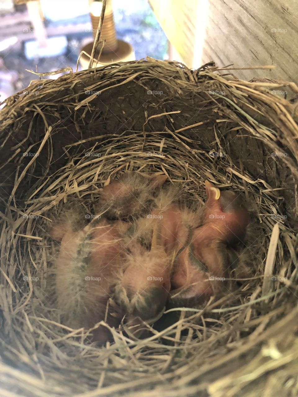 Baby robins 