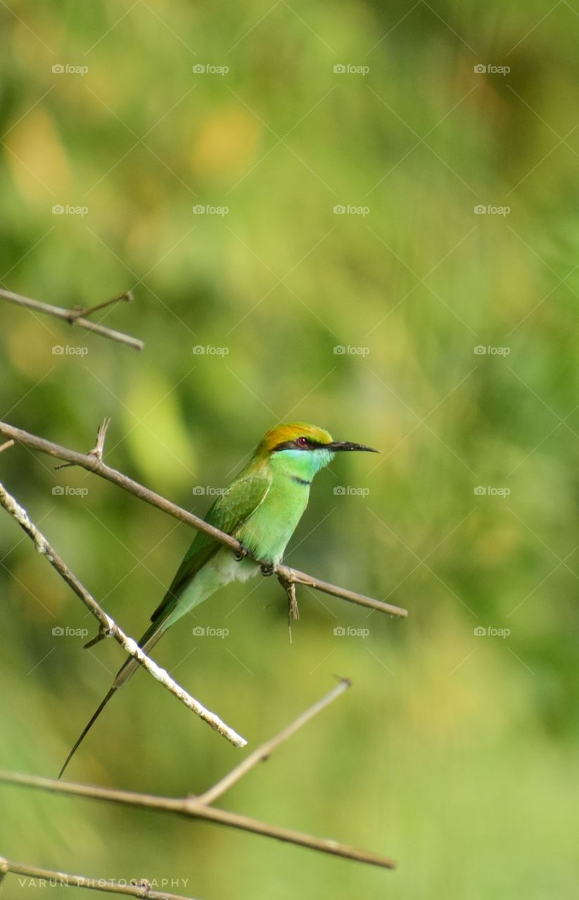 Green Bee Eater