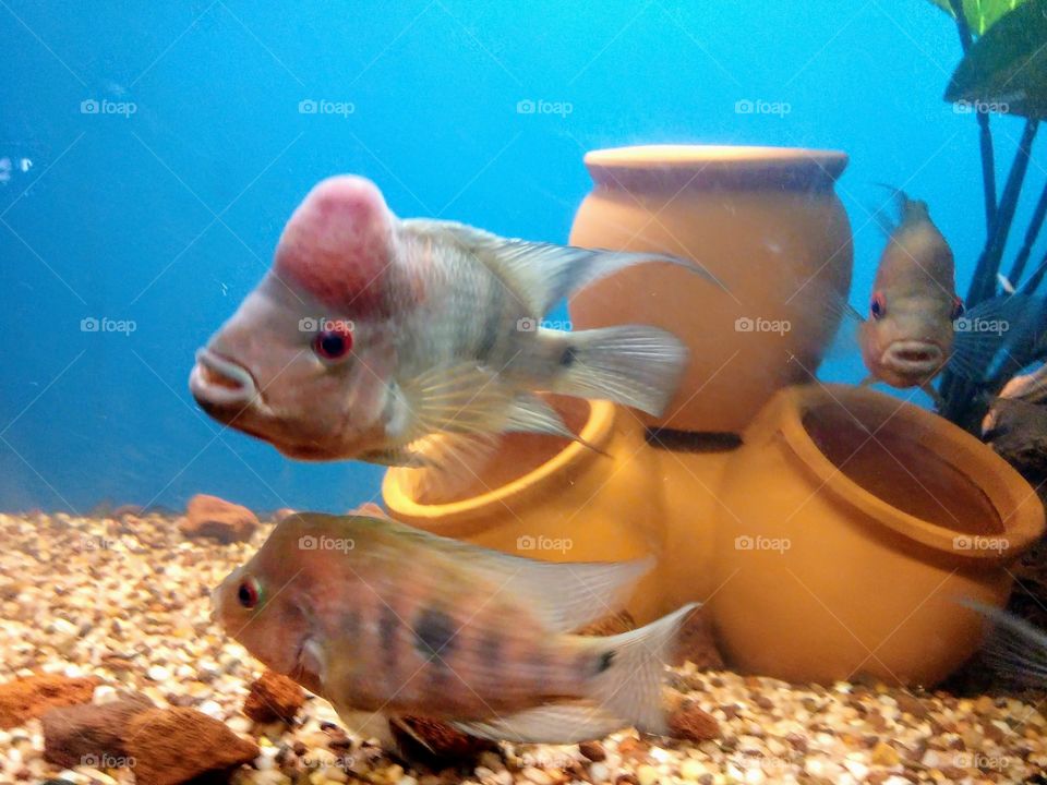 Tropical fish with big head inside large Aquarium