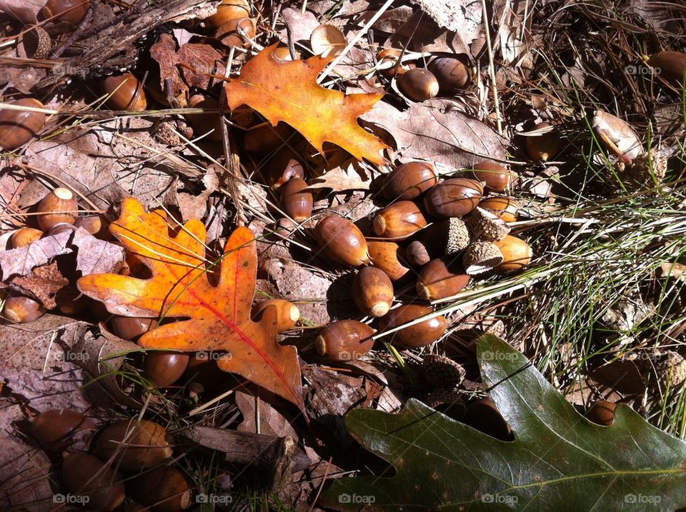 fall autumn oak mast by serenitykennedy