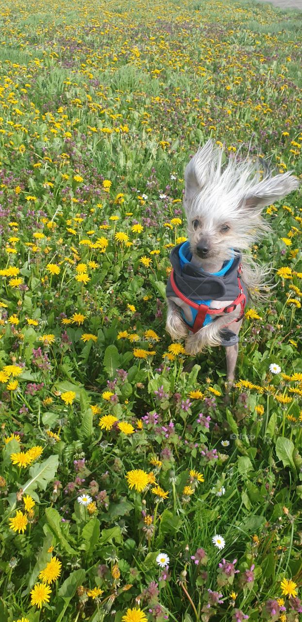 very cute and happy Chinese crested dog enjoying a stormy spring day in a field with dandelions