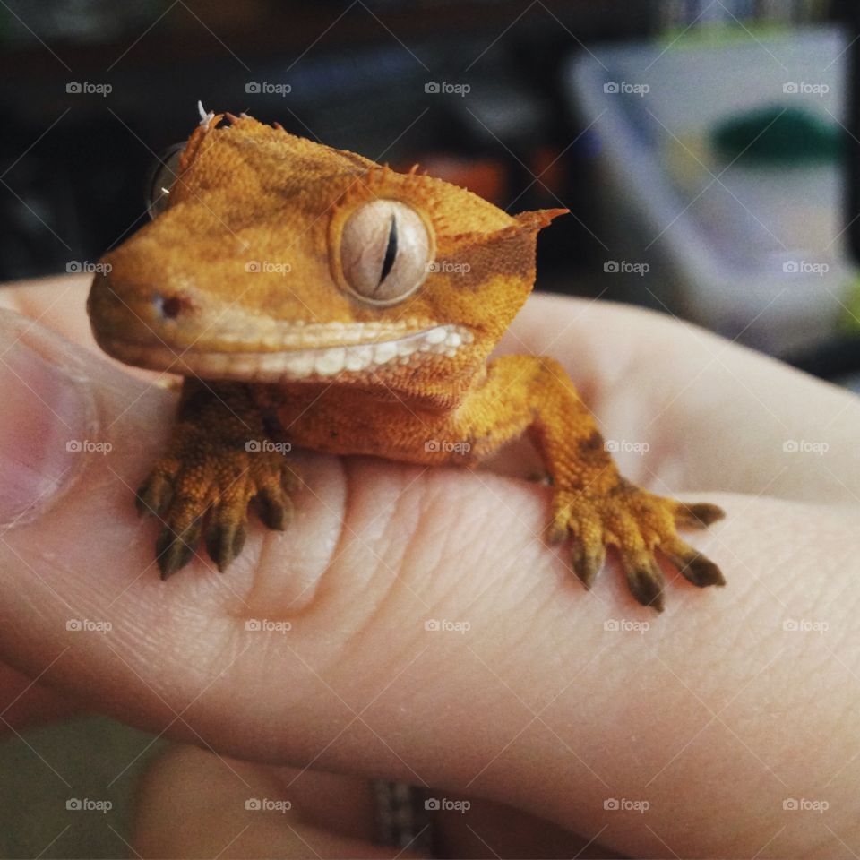 Created Gecko Groot. The handsome Groot 