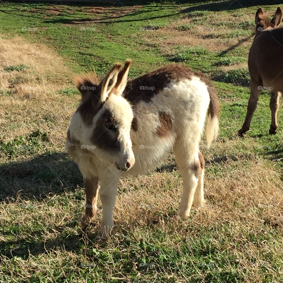 Spotted donkey