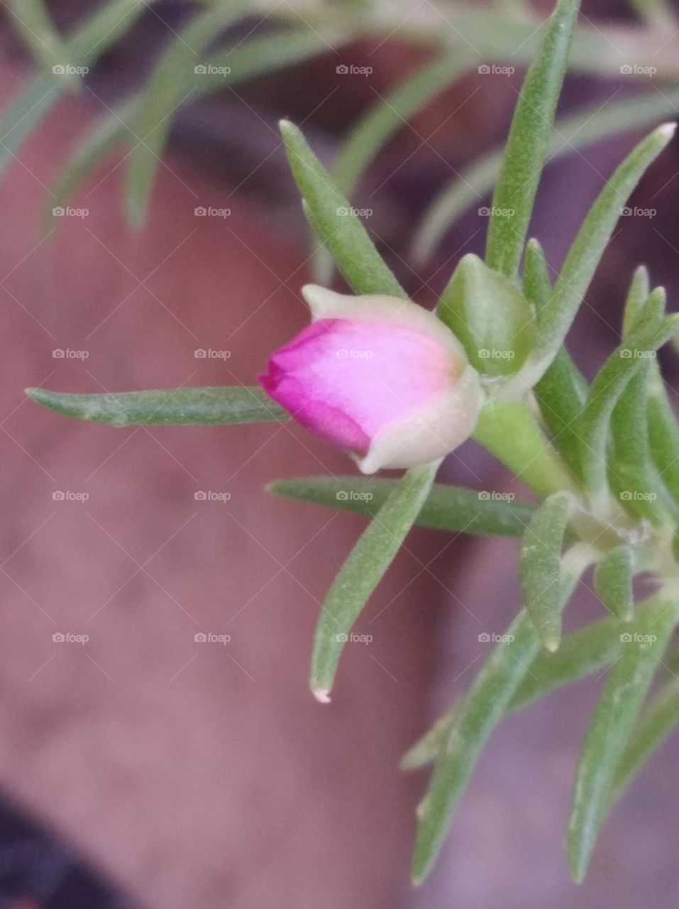 pink flower bud shurb small in size fresh seasonal looking very beautiful generally found everywhere fresh seasonal