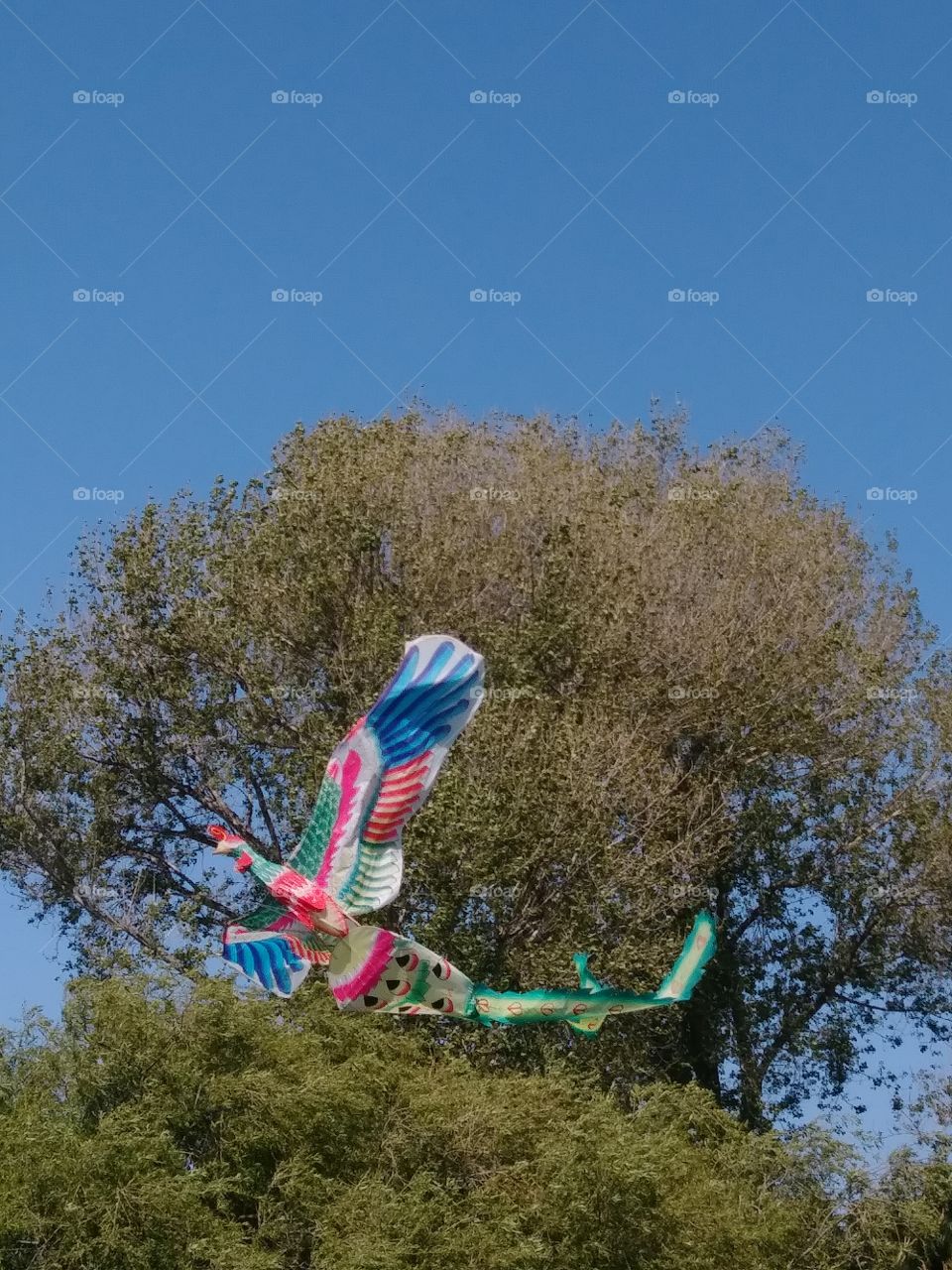 kite in tree