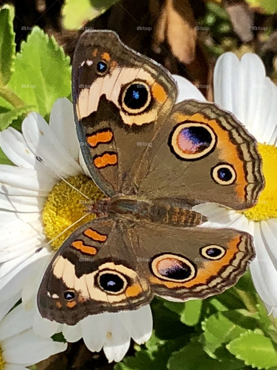 This brightly colored beauty posed with no fear closely to my phone’s camera lens and begged for attention... 