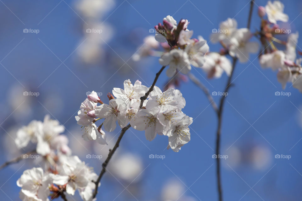 Cherry blossom in spring. Delicate flowers portrait.