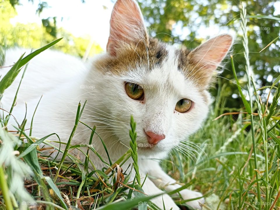 White fluffy male cat close-up. Animal photography