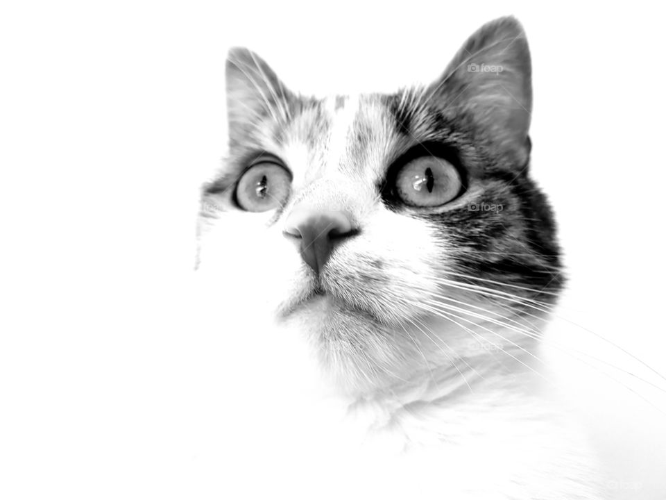 cat black & white
