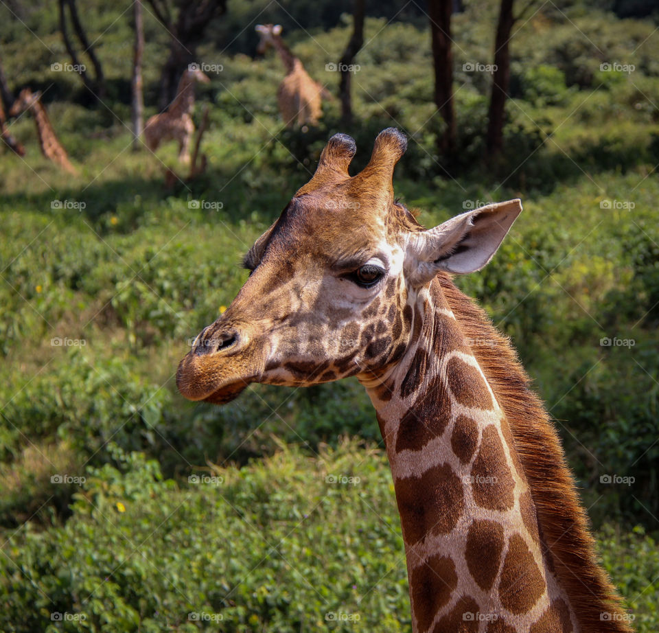 Giraffe portrait 