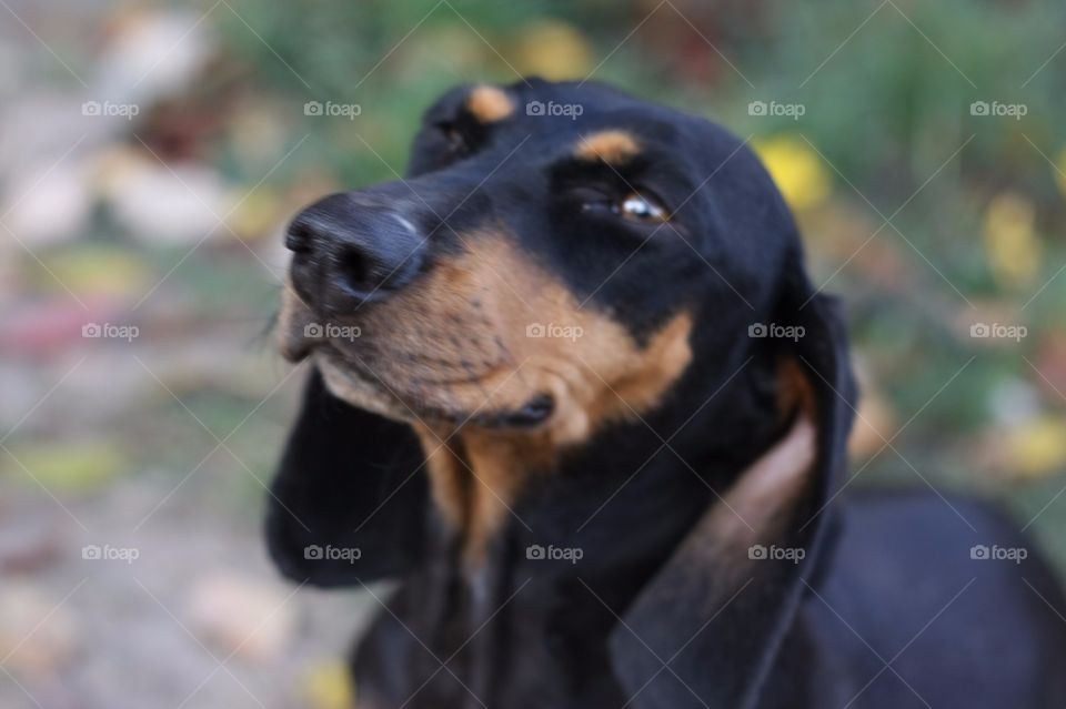 My dachshund dog