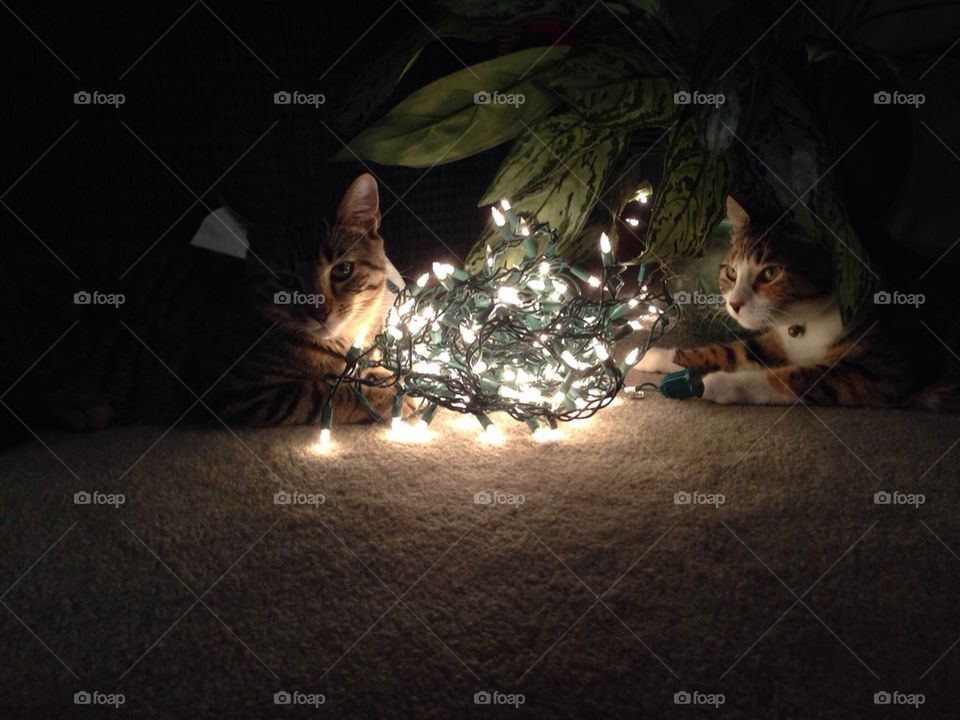 Christmas cats