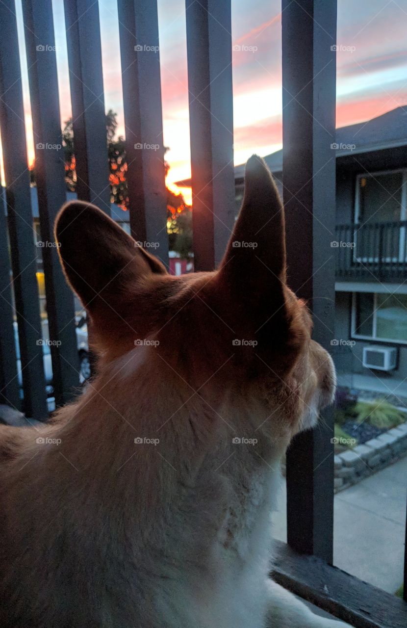 Corgi Watching the Sunset