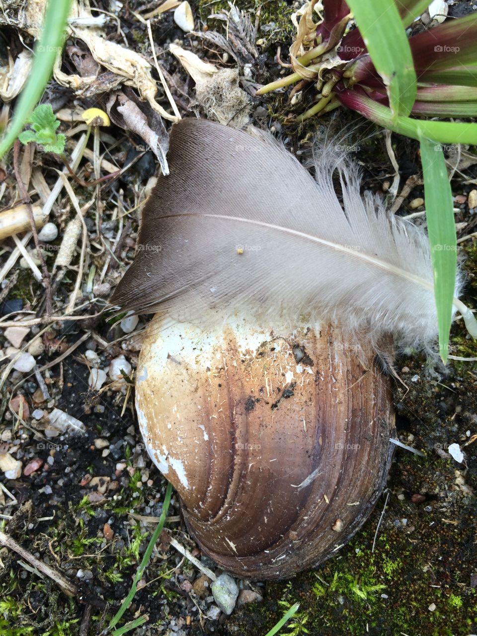 Beach. Shell and feather 