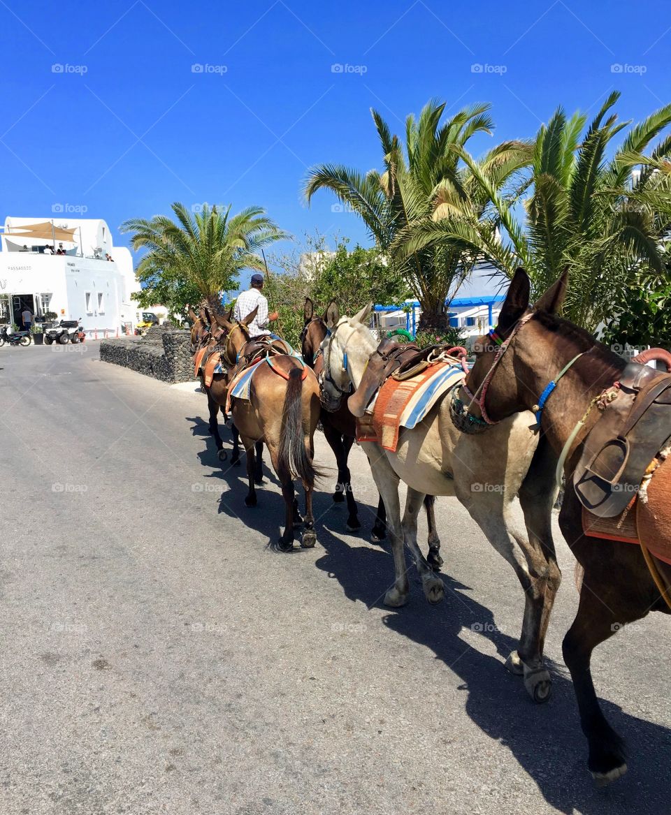 Donkeys, Santorini