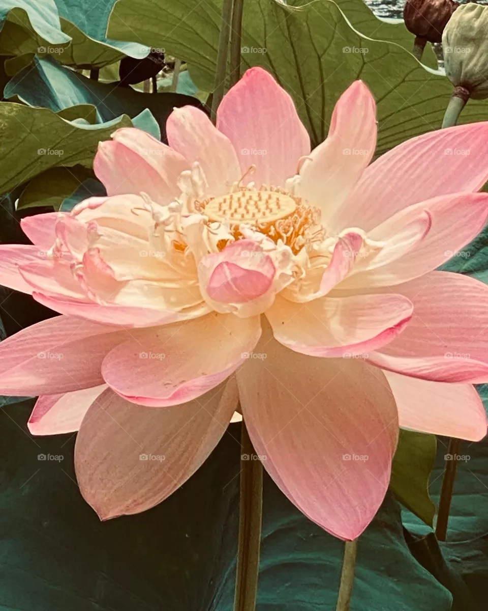 Glorious blooming lotus flower 