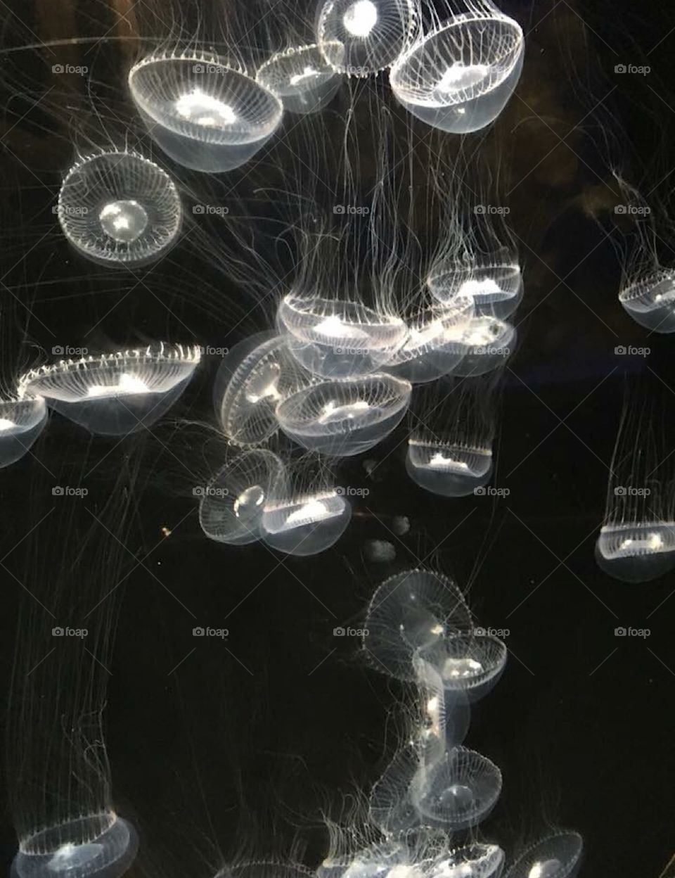 Glowing moon jellies from the Pacific Ocean.