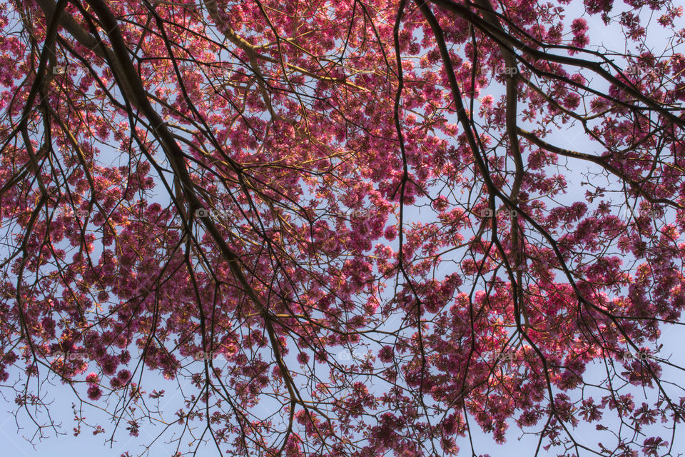 Beautiful pink flowers