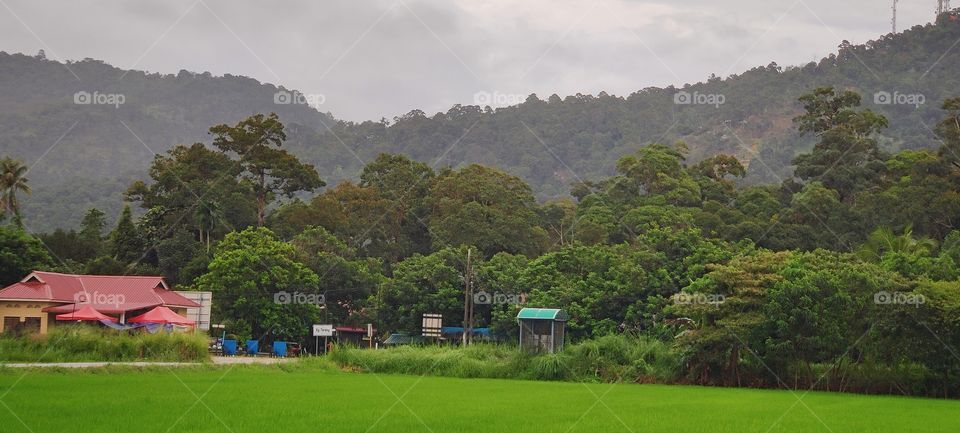 While most lovers of urban life think that country life is boring monotone,the truth is that there is a sense of perpetual novelty&change in nature,which makes country life invigorating.Life in nature is always exuberant and calming at the same time.