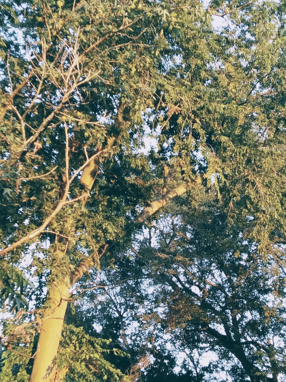 afternoon sun in the trees