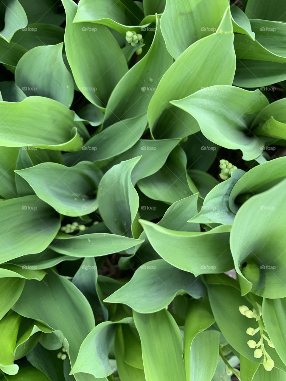Overhead view of Lily-of-the Valley shoots with buds