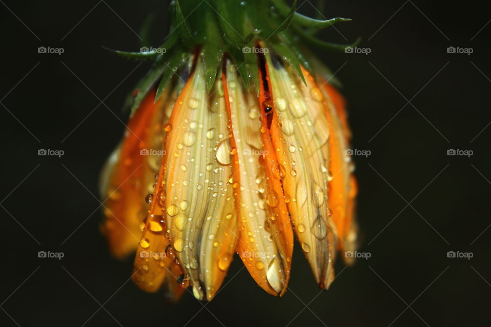 Water drops on orange flower