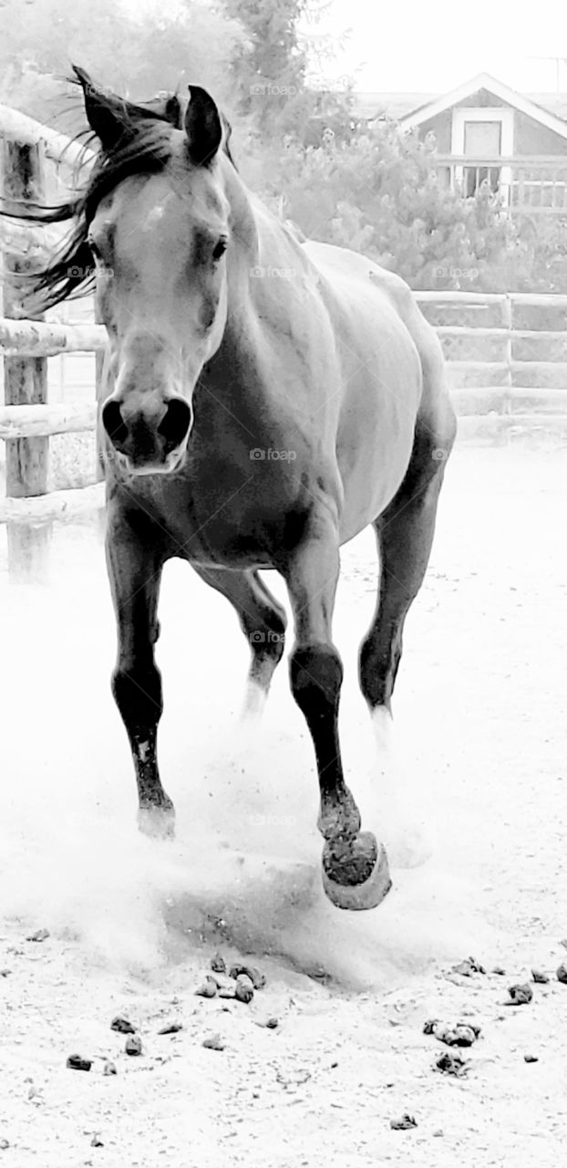 horse running towards camera