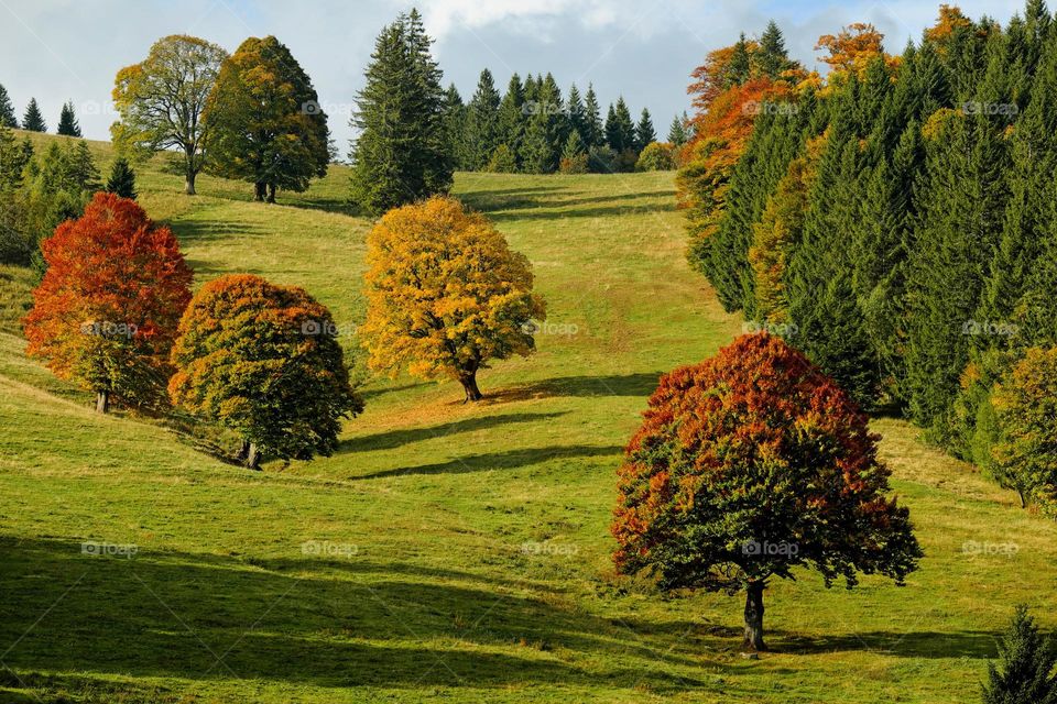 Enjoy the morning in the peaceful forest