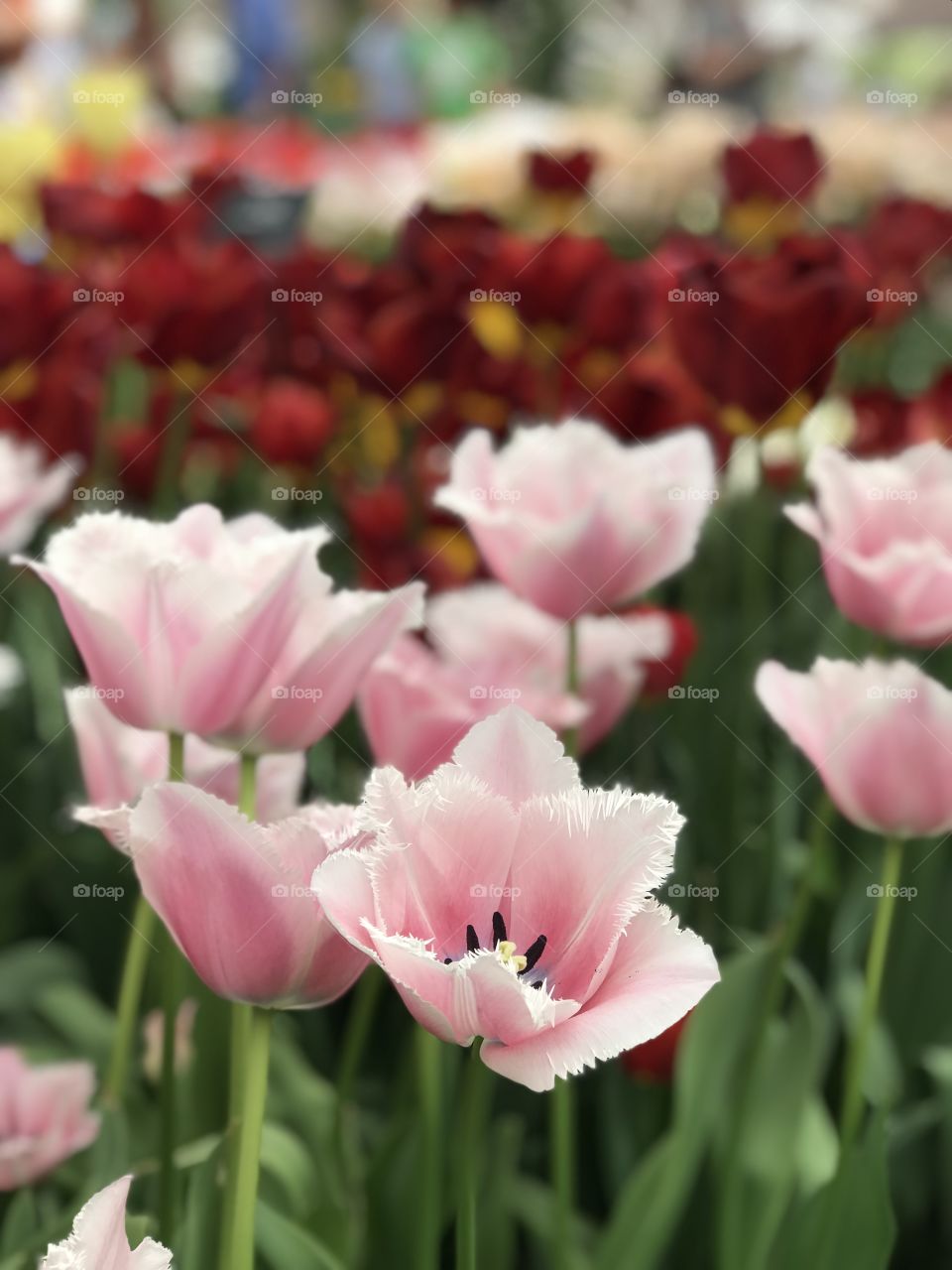 Beautiful spring tulips blooming in Keukenhof, Netherlands. 