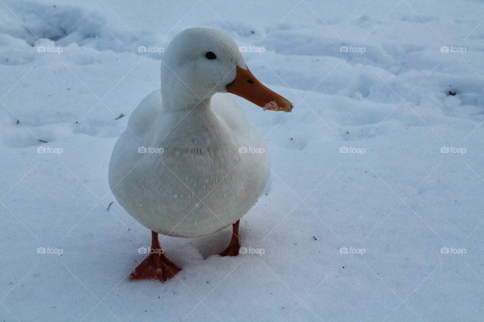 White duck