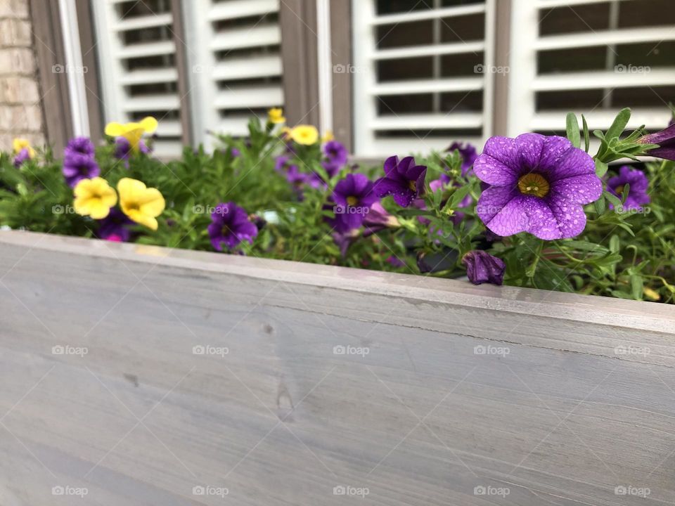 Window box petunias 